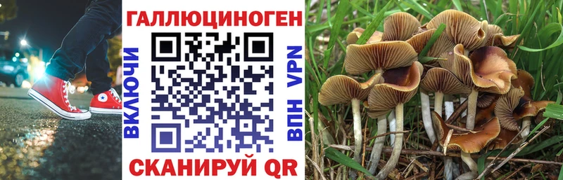 Псилоцибиновые грибы Cubensis  закладки  Краснокамск 